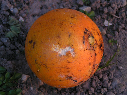 Tips To Identify Rotten Orange